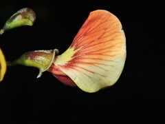Bossiaea cinerea