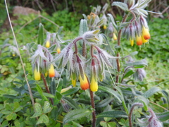 Onosma frutescens