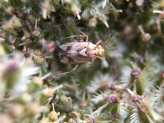 Miridae