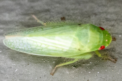 Gyponana