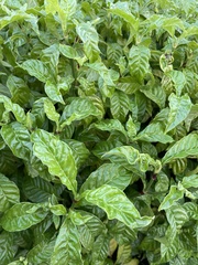 Psychotria nervosa