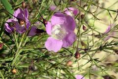 Agalinis strictifolia