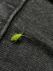 Pantilius tunicatus