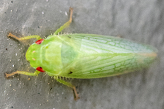 Gyponana