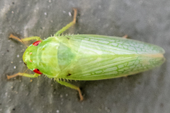 Gyponana
