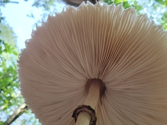 Macrolepiota procera