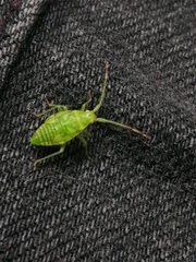 Pantilius tunicatus