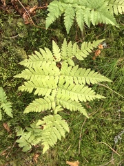 Dryopteris carthusiana