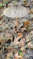 Macrolepiota procera