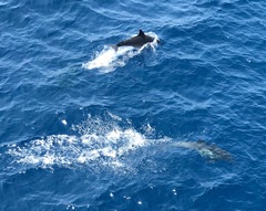 Delphinus
