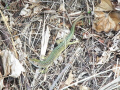 Lacerta bilineata