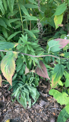 Symphyotrichum drummondii
