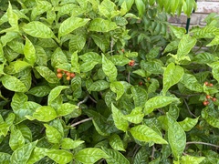 Psychotria nervosa