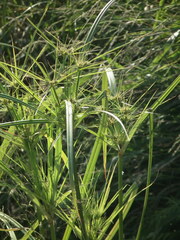 Cyperus glomeratus