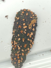 Nectria cinnabarina