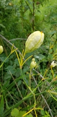Irideae
