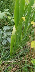 Irideae