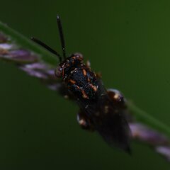 Conura