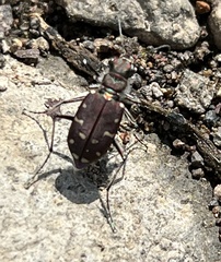 Cicindela oregona