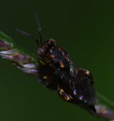 Conura