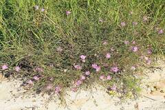 Agalinis strictifolia