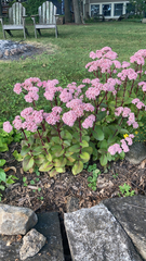 Hylotelephium telephium