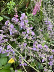 Salvia