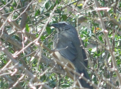 Saltator coerulescens