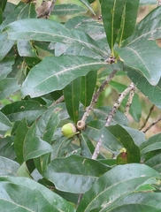 Quercus sinuata sinuata