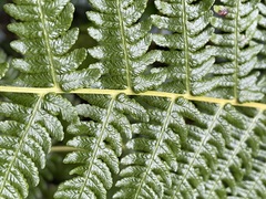 Oreopteris limbosperma