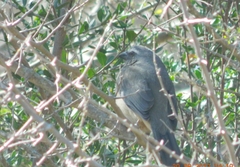 Saltator coerulescens