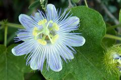 Passiflora foetida