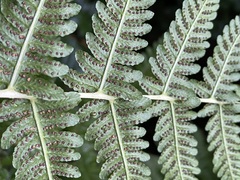 Oreopteris limbosperma