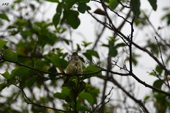 Myiarchus magnirostris