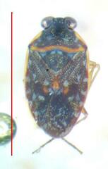 Ochterus