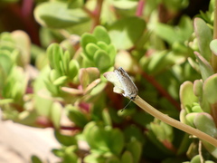 Hemiargus ceraunus