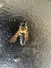 Megachile sculpturalis