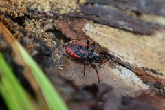 Rhynocoris annulatus