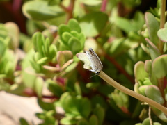 Hemiargus ceraunus