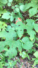 Vitis aestivalis