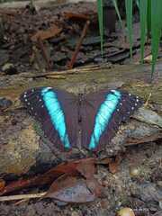 Morpho achilles