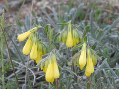 Onosma erecta