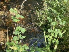 Thalictrum sparsiflorum