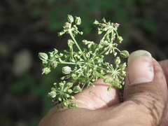 Angelica polymorpha