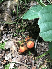 Calostoma cinnabarinum