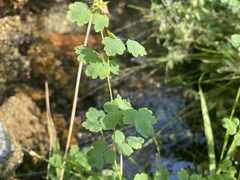 Thalictrum sparsiflorum