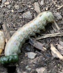 Spodoptera latifascia