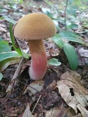 Tylopilus rubrobrunneus