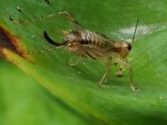 Anaxipha