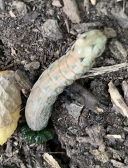 Spodoptera latifascia